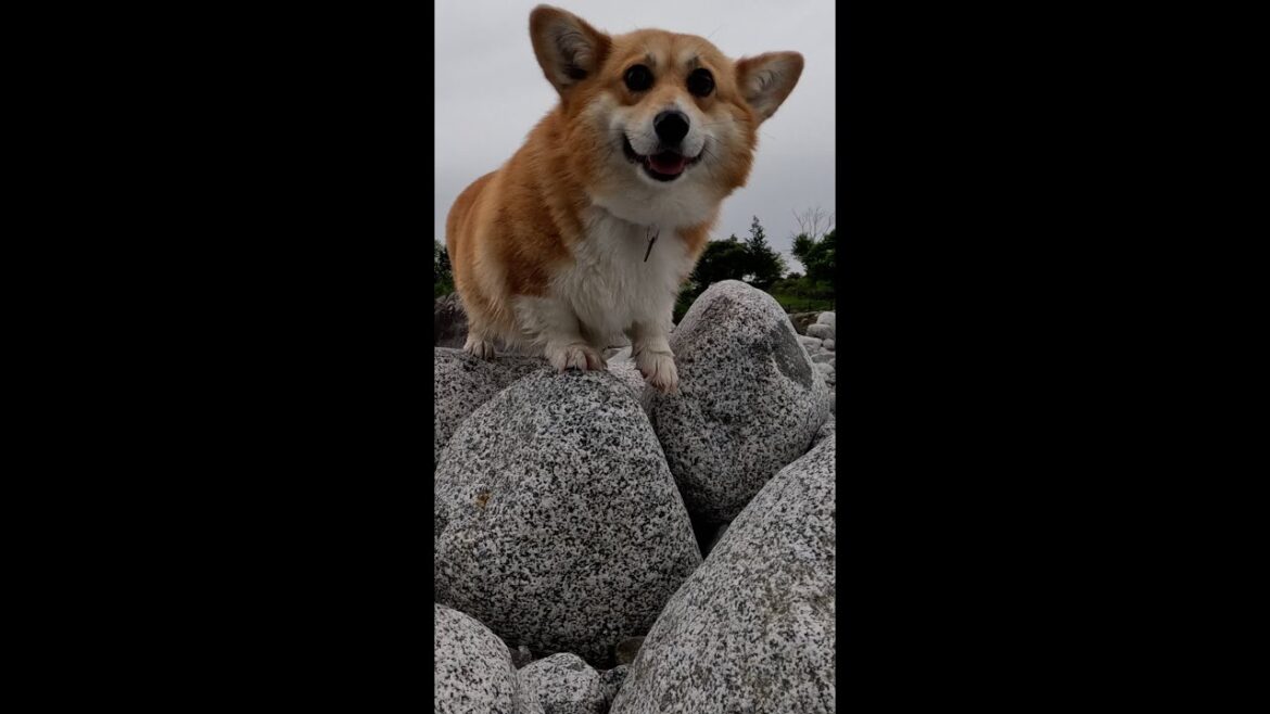 ボルダリングを楽しむコーギー / Corgi enjoying bouldering #コーギー #サクラ #corgi