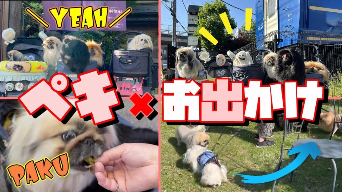 ミニオフ会でチャーシューになって初めて多頭飼いの難しさに気づいた休日！