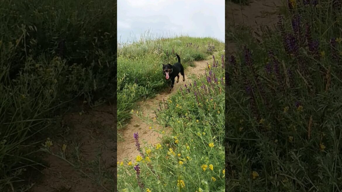 ⚡Рубик⚡ природа ягдтерьер jagdterrier nature ⚡Рубик⚡ природа ягдтерьер jagdterrier nature