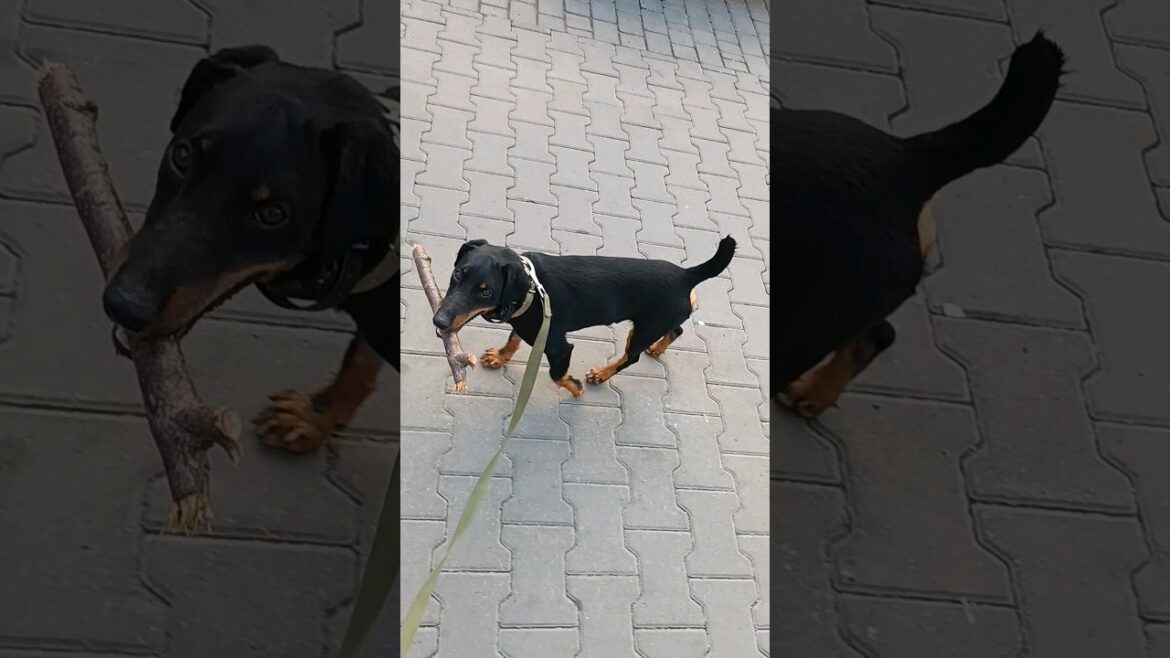 ⚡Рубик⚡ палочка ягдтерьер jagdterrier stick ⚡Рубик⚡ палочка ягдтерьер jagdterrier stick