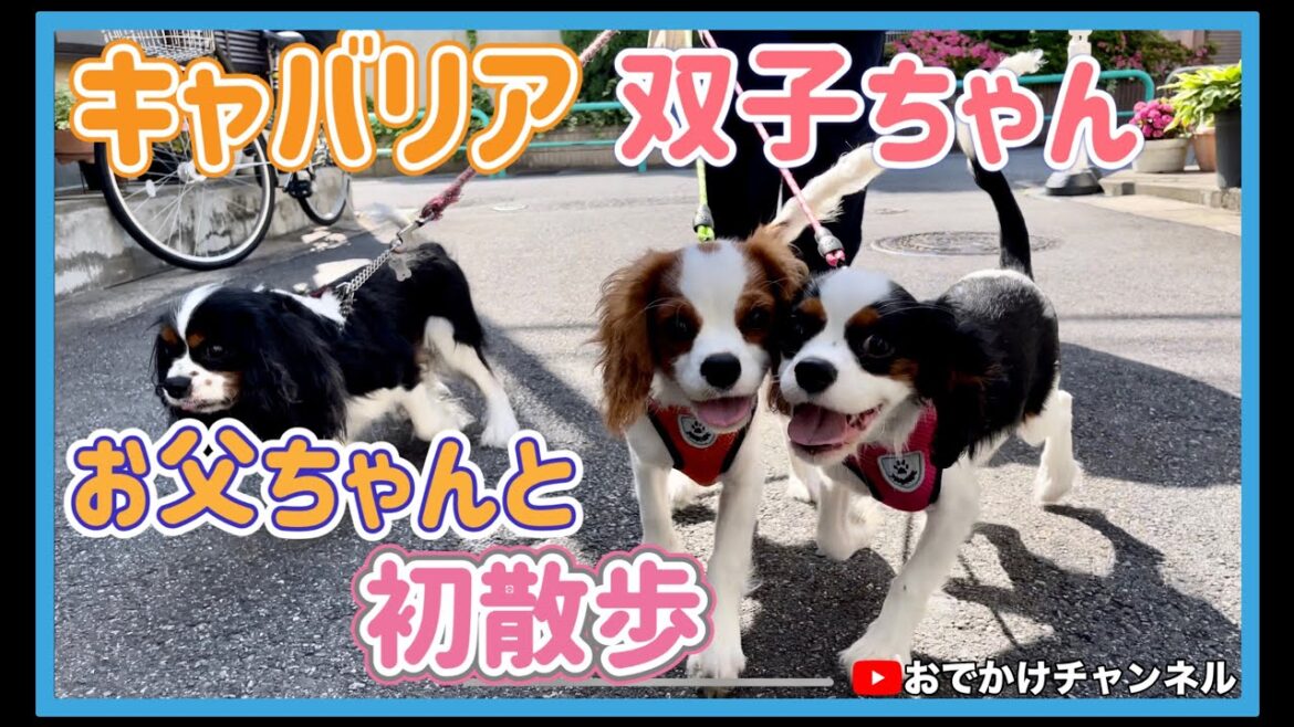 キャバリア双子ちゃんお父ちゃんと初散歩 キャバリア双子ちゃんお父ちゃんと初散歩