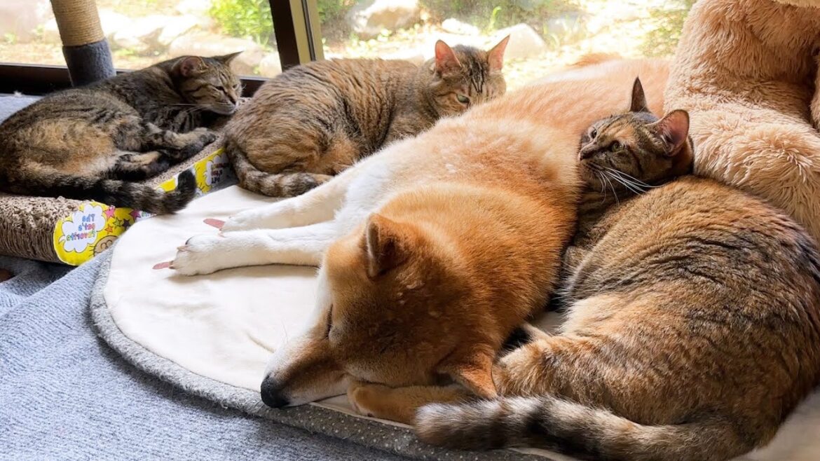 猫たちのお母さん柴犬が家族になって9年目を迎えました 猫たちのお母さん柴犬が家族になって9年目を迎えました