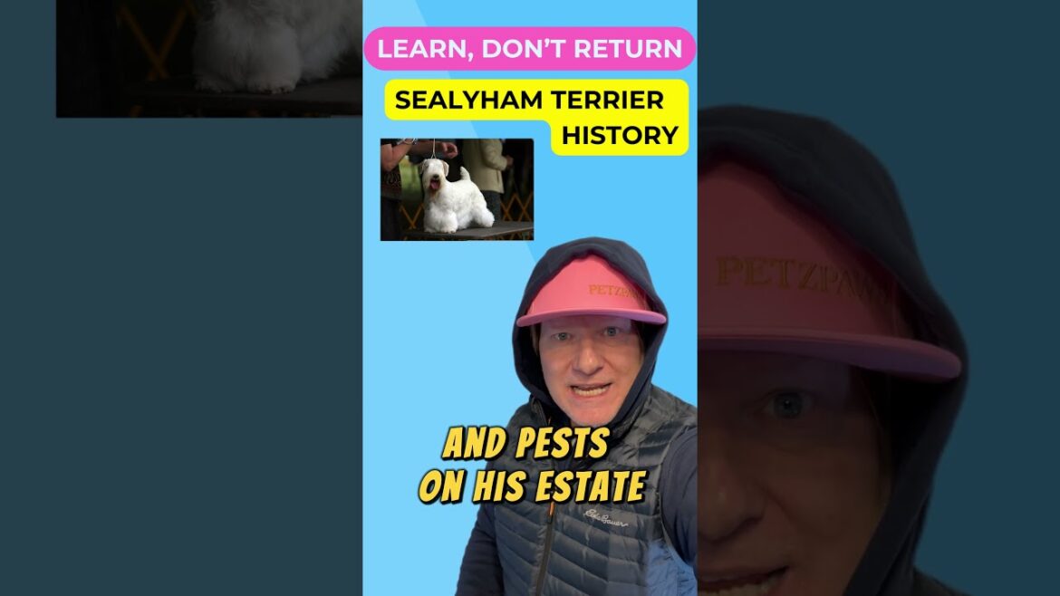 🐶Sealyham Terrier -📚Learn,🚫Don't↩️Return -📜History #sealy #terrier  #learndontreturn