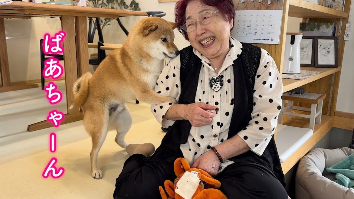 おばあちゃんが好き過ぎるあまりヤンチャして困らせてしまった柴犬が可愛い