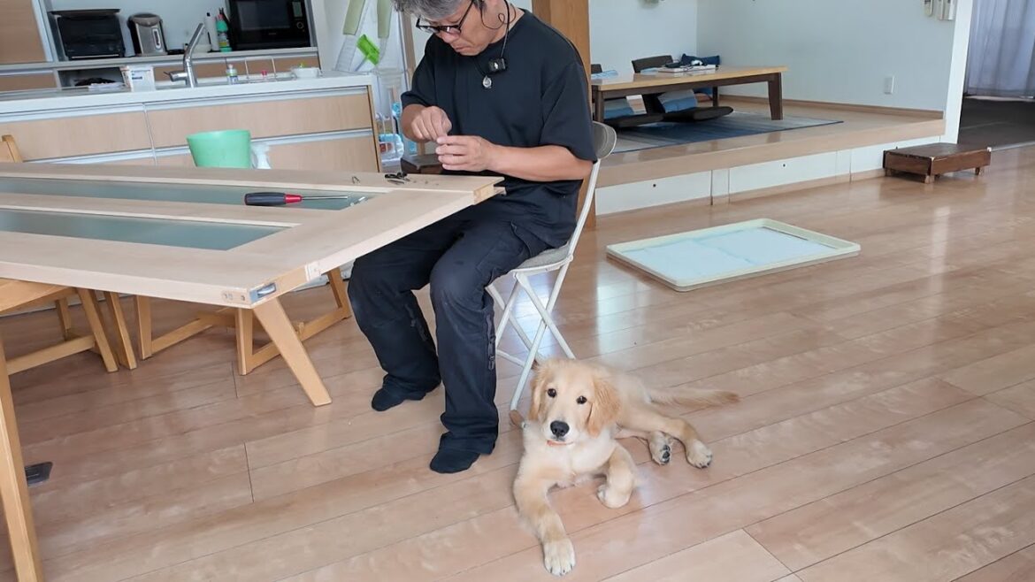 見えない何かがある。何気ない暮らしの中で起きる不思議な現象。【Golden Retriever japan】