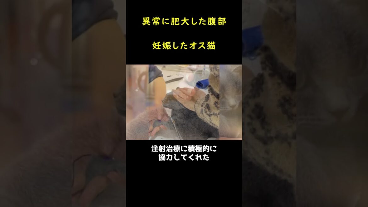 妊娠したオス猫❓❓🐈