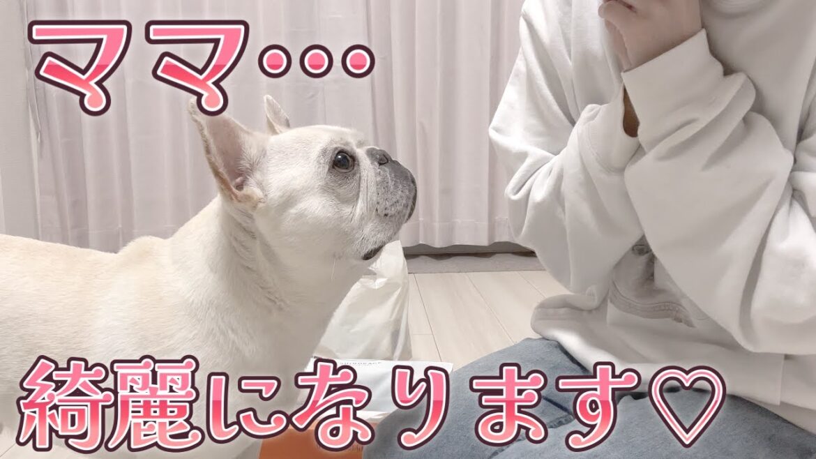 ママ…綺麗になってもいいですか？【フレンチブルドッグ frenchbulldog】