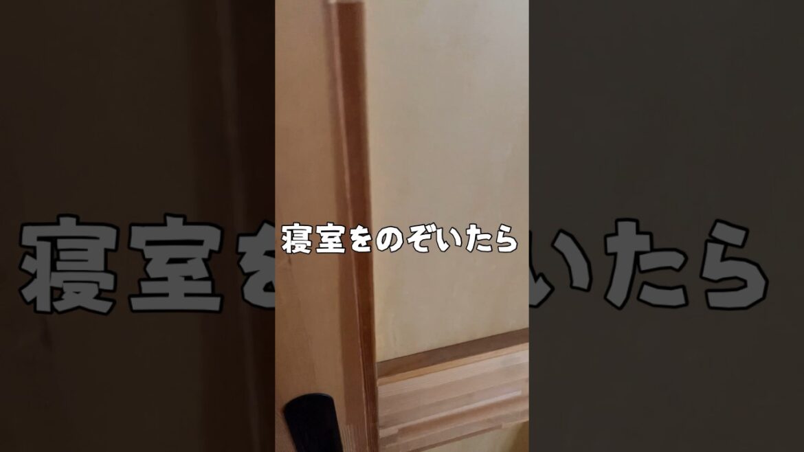 犬吸いの仕返しをしていた白いあいつ　#spitz_dog #日本スピッツ　#shorts