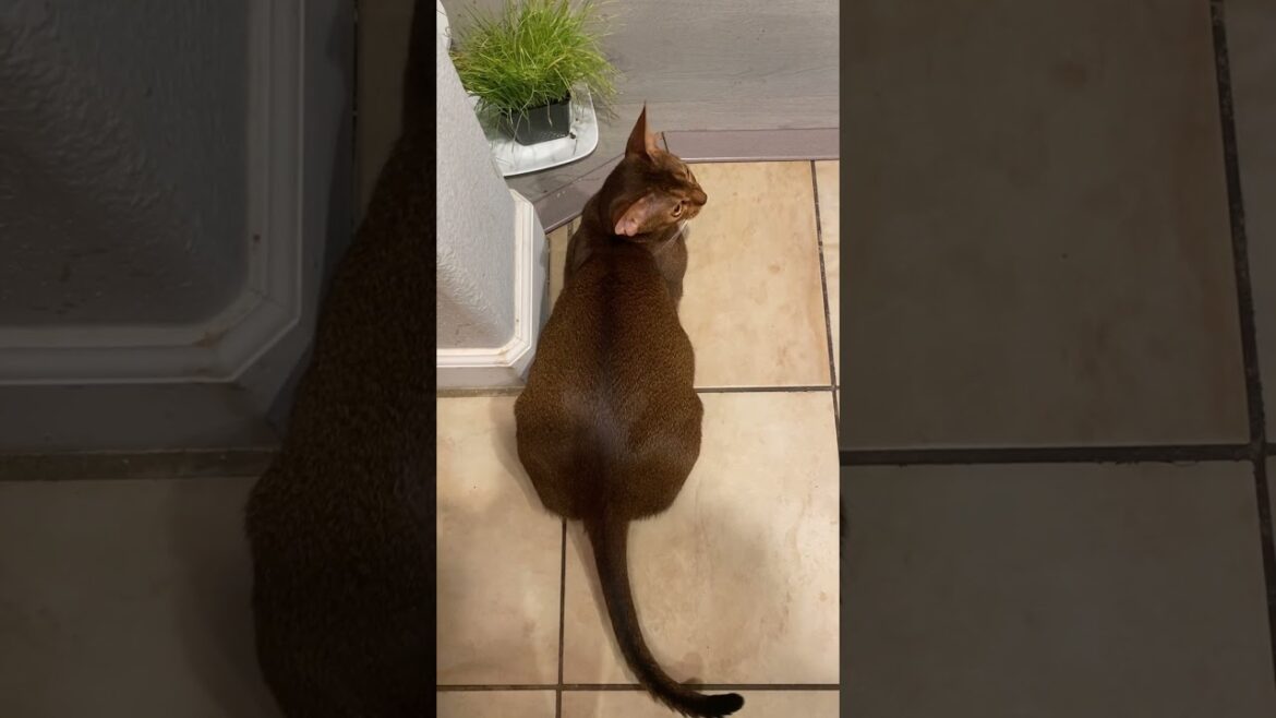 Abyssinian cat personality 🤔#shots #abyssinian #aby #cat #catvideos #animals