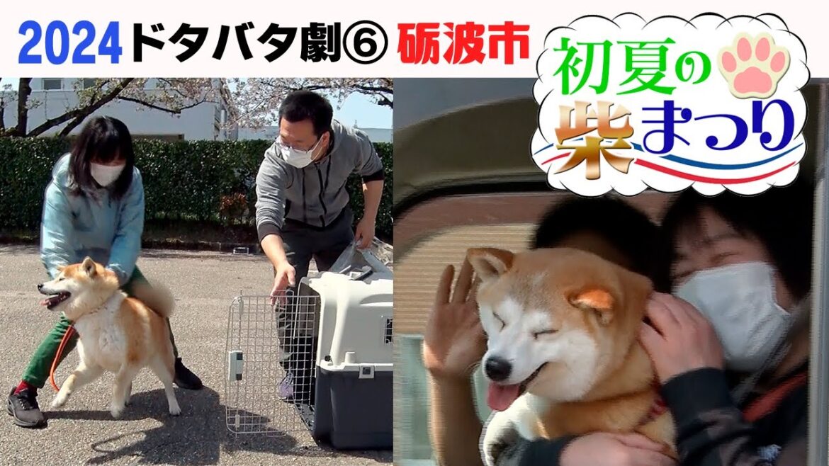 2024狂犬病予防注射会場のドタバタ劇⑤ 砺波市初夏の柴まつり 2024狂犬病予防注射会場のドタバタ劇⑤ 砺波市初夏の柴まつり