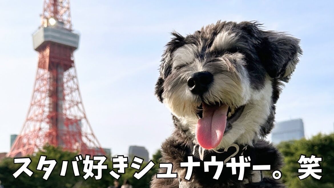 【ミニチュアシュナウザー】一人前にスタバを飲む愛犬とアーシングでデトックス‼︎