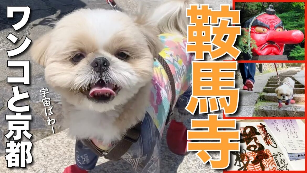 【シーズー】ワンコと京都行こう！鞍馬寺 〜宇宙エネルギーが集まるパワースポット〜【332】