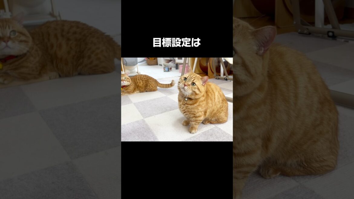 目標設定は届く範囲じゃないと... #猫 #マンチカン #shorts