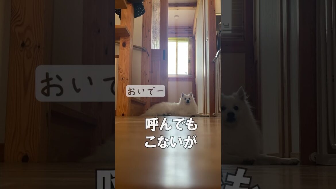 超絶に偉そうな日本スピッツ　#スピッツ犬 #spitz_dog #shorts