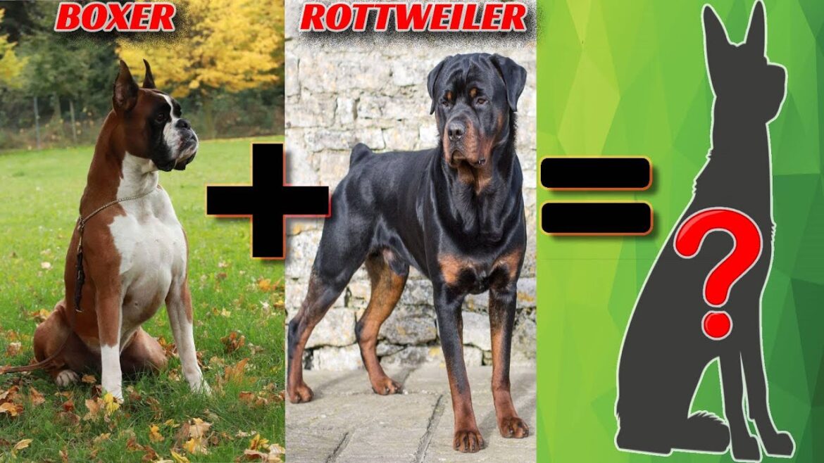 Top 16 Boxer Mix Breed | Contra VS Top 16 Boxer Mix Breed | Contra VS