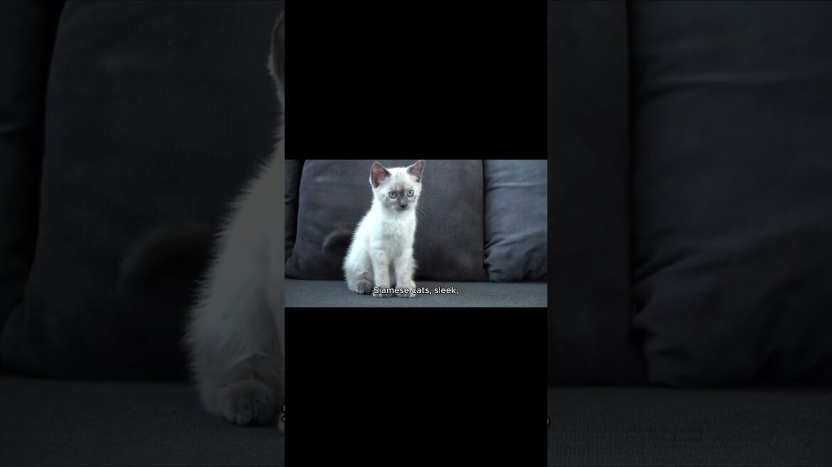 If cat breeds were birth months  #cats #pets #cat #catlover #shorts #catselife #short #catvideos