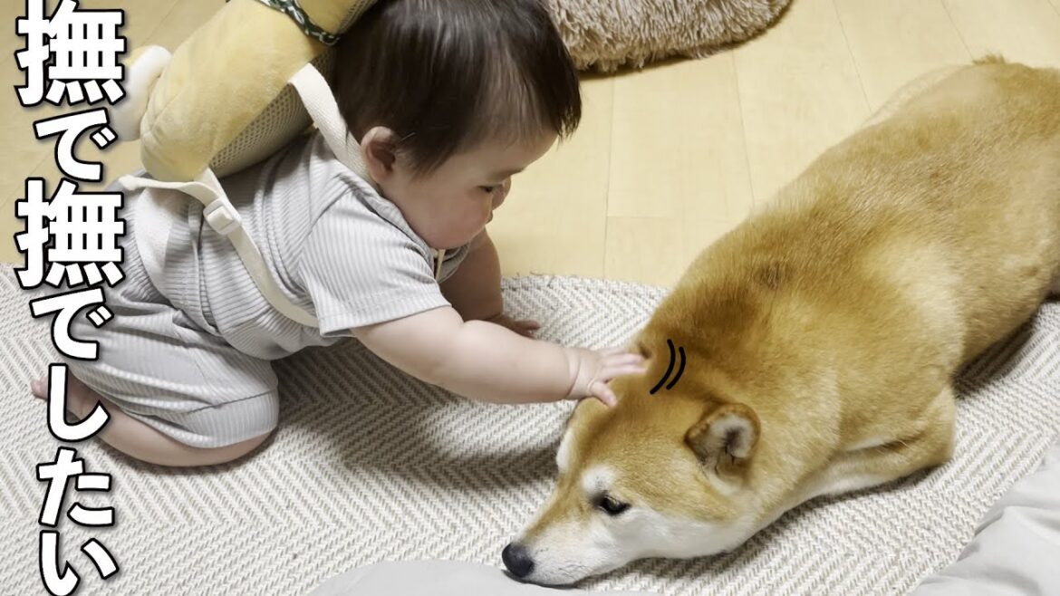 柴犬を撫でたくてハイハイで家中追いかけ回す赤ちゃん 柴犬を撫でたくてハイハイで家中追いかけ回す赤ちゃん