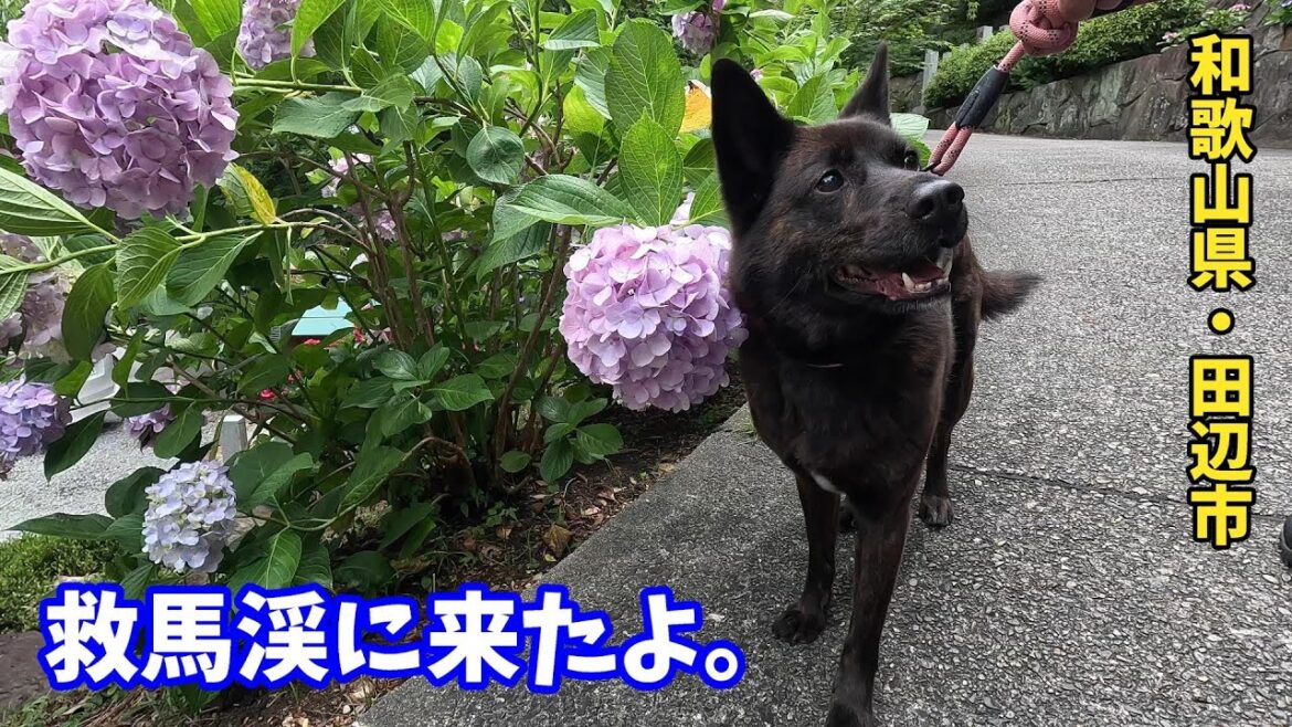救馬寺～救馬渓・紫陽花が綺麗な寺に行きました。-　甲斐犬いち