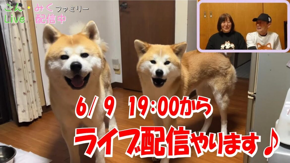 ごん・みくファミリー♡　ライブ配信♪　秋田犬【ごん・みく チャンネル】