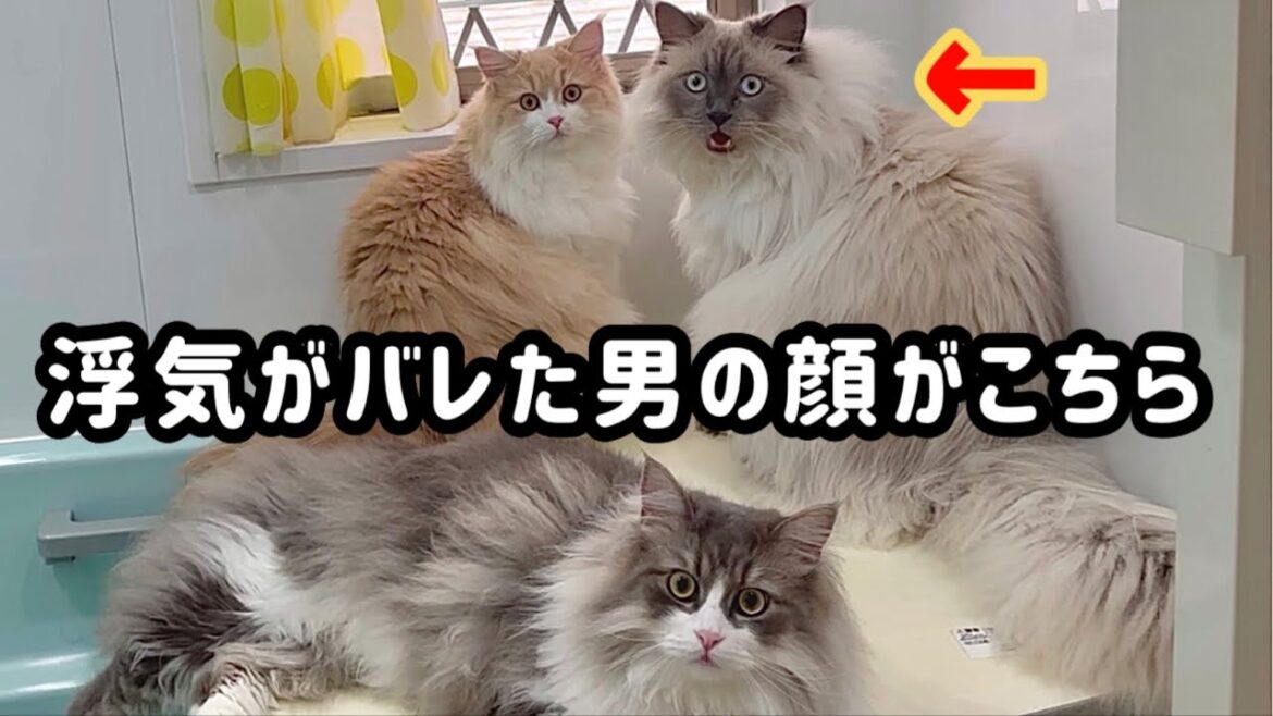 【サイベリアン】　お風呂場での密会　浮気がバレた男の顔　もふもふサイベリアンの日常　大型猫種は可愛すぎる