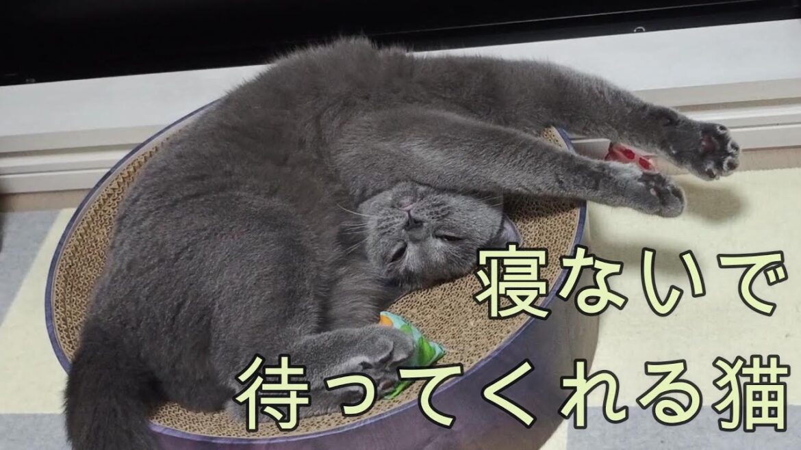 寝ないで待ってくれる猫