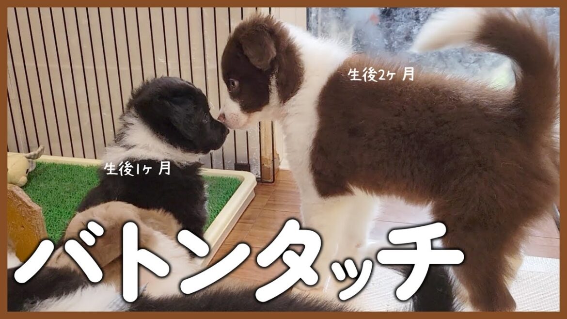 生後38日のパピーが先輩パピーと会ったら…😆【ボーダーコリー子犬】