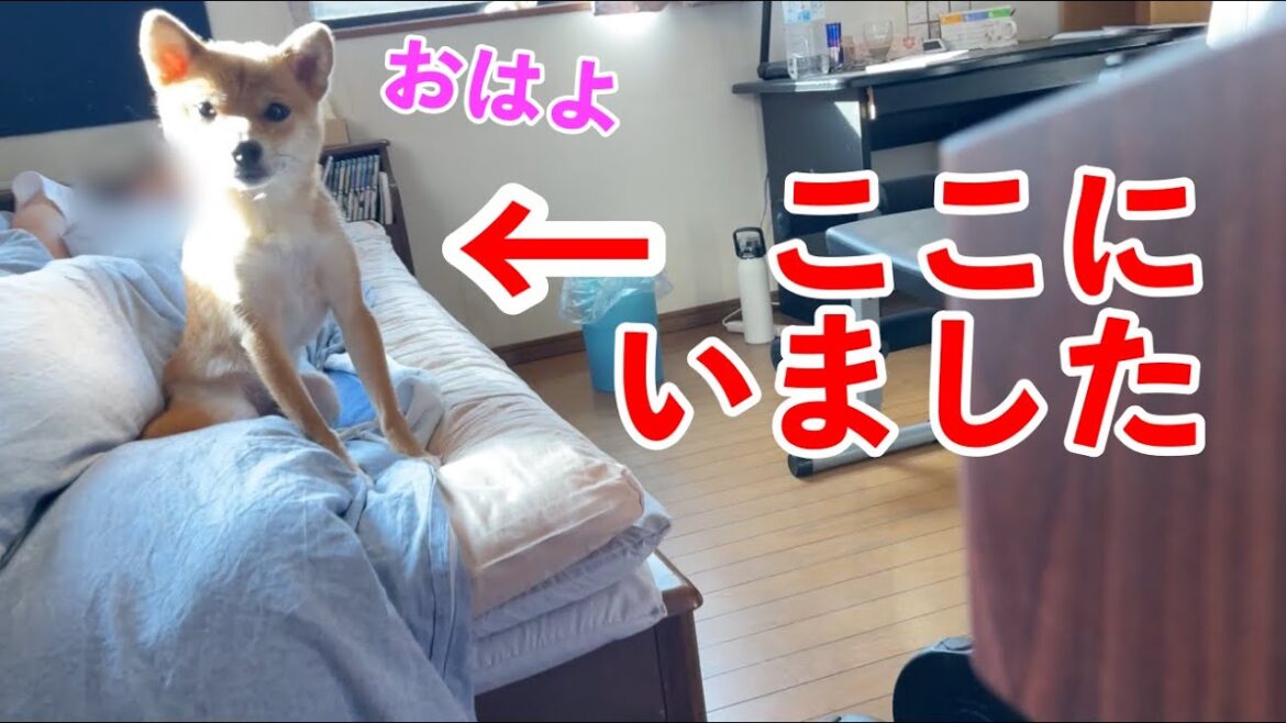 朝、小夏がいない！と思ったら　食べなきゃ下げるという躾