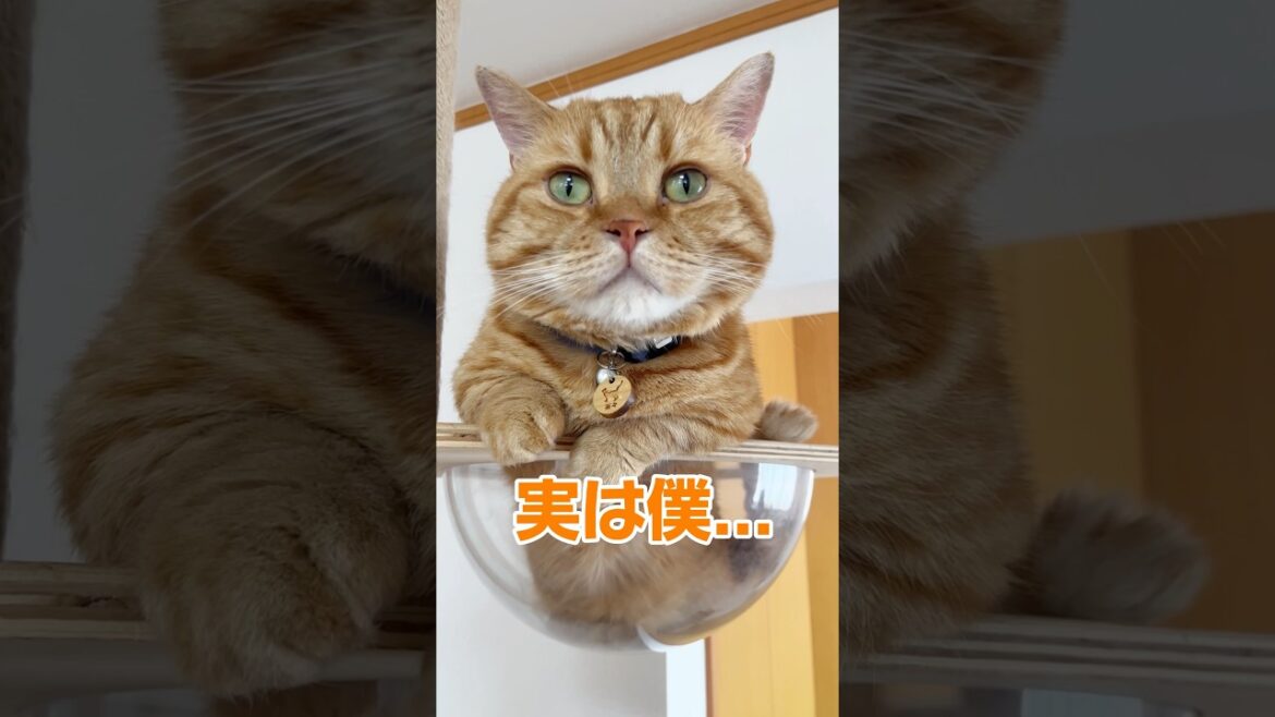 実は僕... #猫 #マンチカン #shorts
