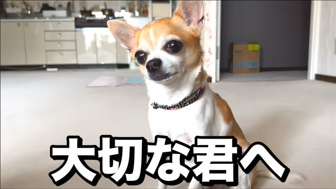 数日後に迫った心臓手術、僕は君の大事な人になれるだろうか・・・