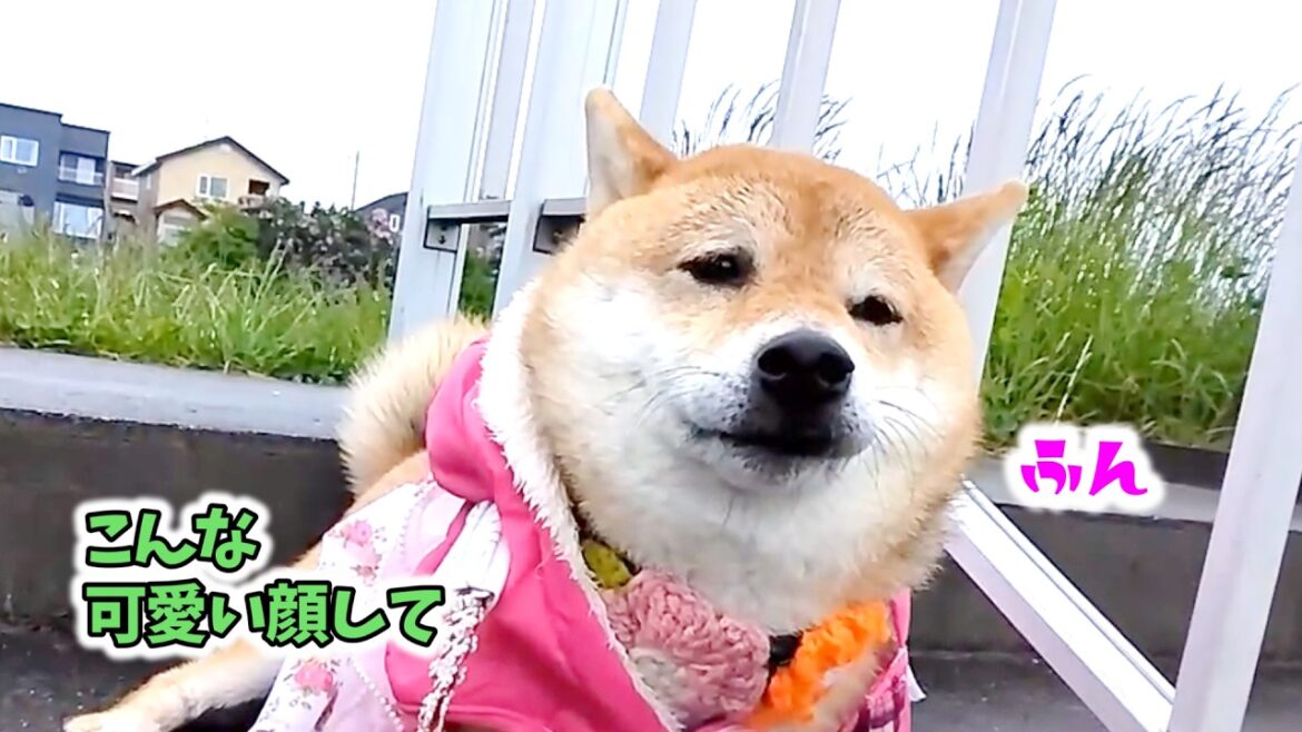 【拒否柴】荒くれ柴犬の、怒られた時の顔が可愛い笑　アテレコ　shibainu