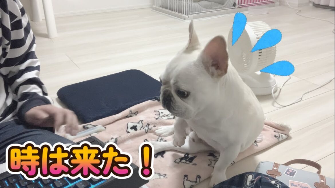 お手伝いの自由研究の中間発表！！【フレンチブルドッグ frenchbulldog】