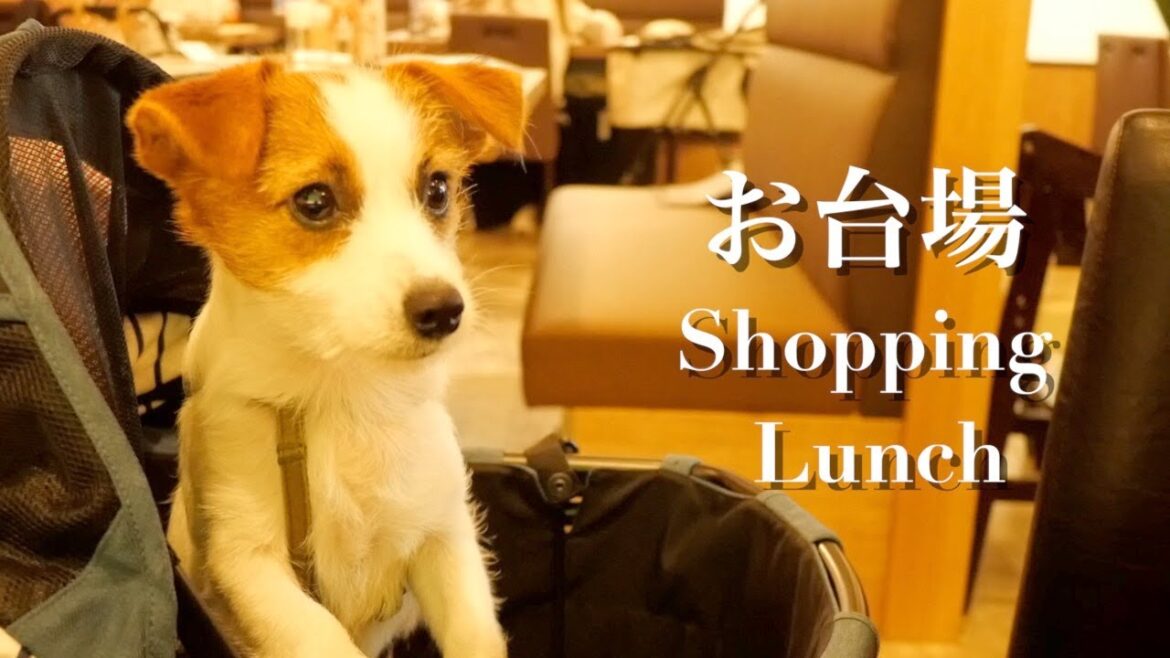 お台場で愛犬家に大人気のお店でランチした子犬/ジャックラッセルテリア/puppy/I had lunch with my puppy お台場で愛犬家に大人気のお店でランチした子犬/ジャックラッセルテリア/puppy/I had lunch with my puppy