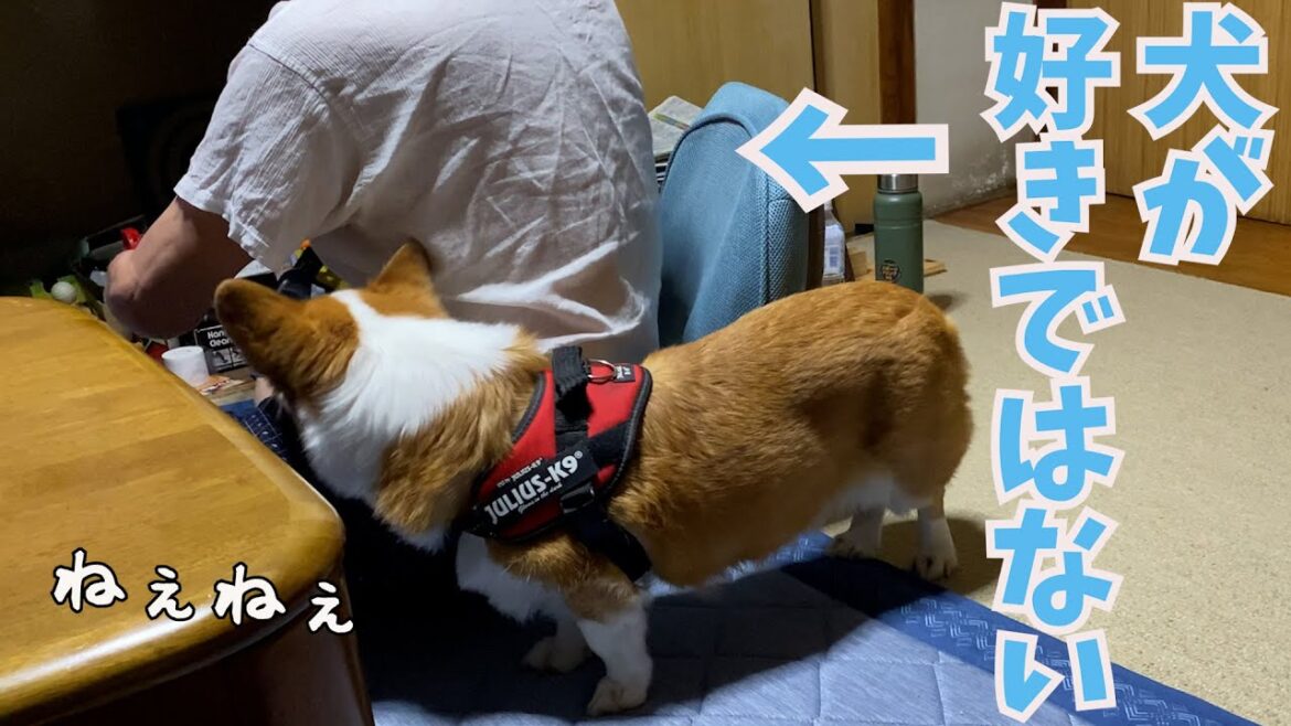 犬が好きじゃない爺と数年ぶりに会うとこうなる