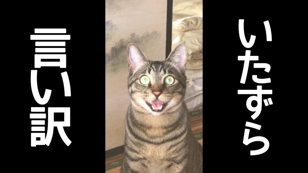 保護猫が言い訳する鳴き声が可愛すぎる。