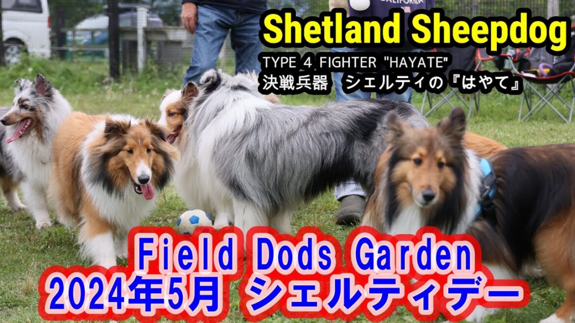 シェルティ はやて 089 Field Dogs Garden シェルティデー