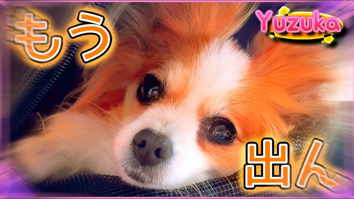 はじめてのリュックでしっかりくつろぐ犬# 27【ペット/パピヨン/柚子華】