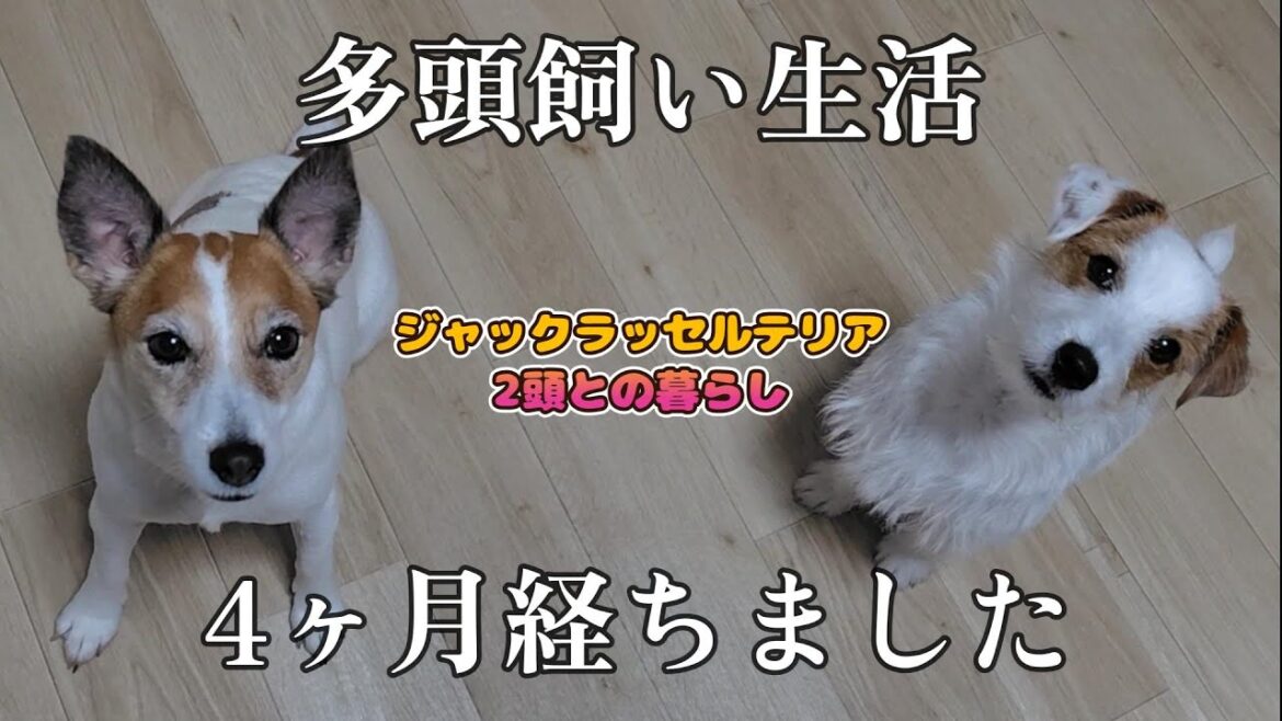 【ジャックラッセルテリア】多頭飼いを始めて4ヶ月経ちました　　　　　　　　　　　　　　　　　#jackrussellterrier