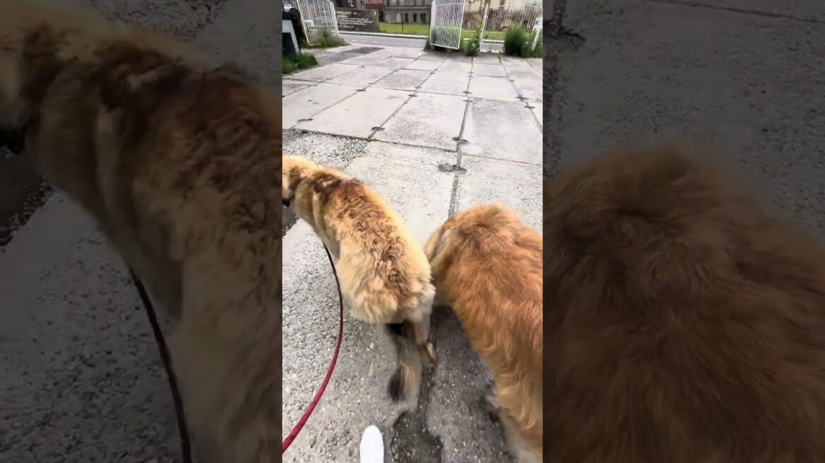 Acute blood donation 🩸🐕❤️ #shorts  #leonberger #dog #giantdog #blooddonation