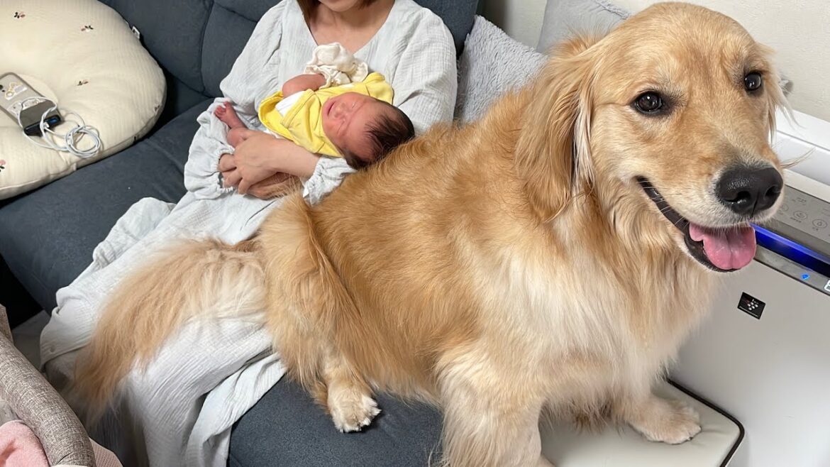 ママの子育てに背中を貸してくれるゴールデンレトリバーが優しすぎました...