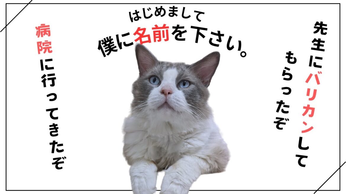 保護猫のラグドール君、2回目の病院に行ってきました！最後にお願いがあります!!
