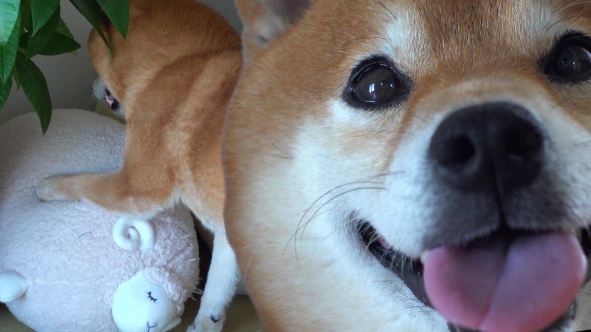 柴犬に「子猫探して？」というと意外な場所から探し始めました。。