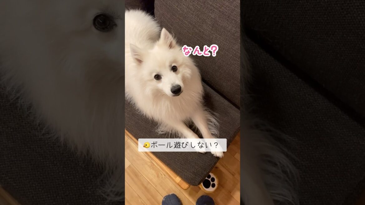 やる気ある飼い主とやる気ない犬の遊び　#shorts #日本スピッツ　#spitz_dog