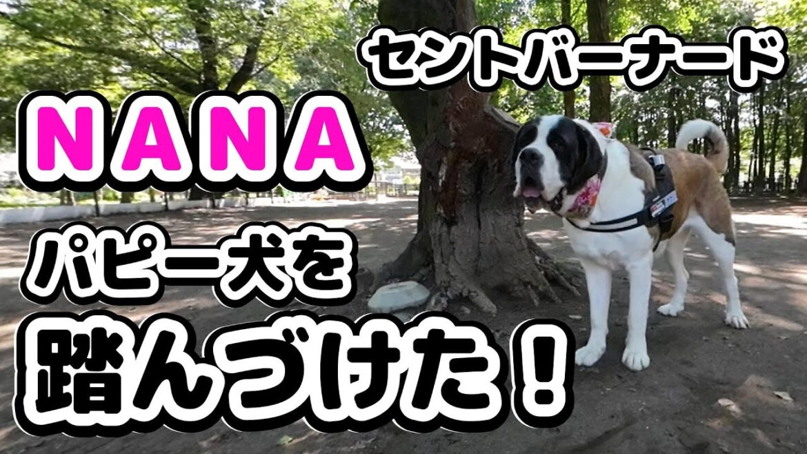【危険】【６０㎏越えの超大型犬に踏みつけられて悲鳴】★１２８回目★