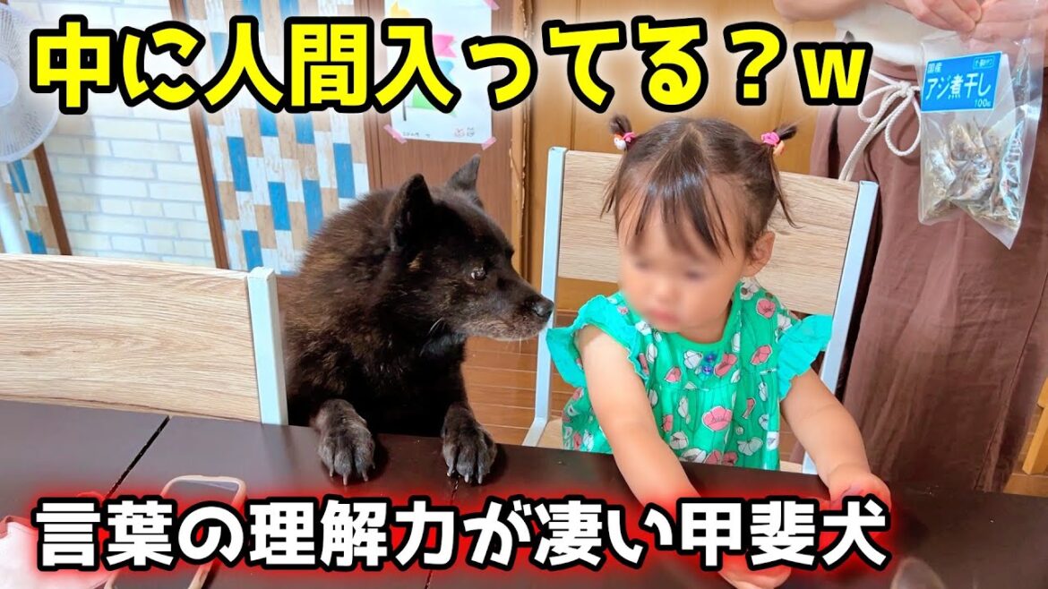 君、中に人間入ってるよね？甲斐犬一休の理解力がこちらw