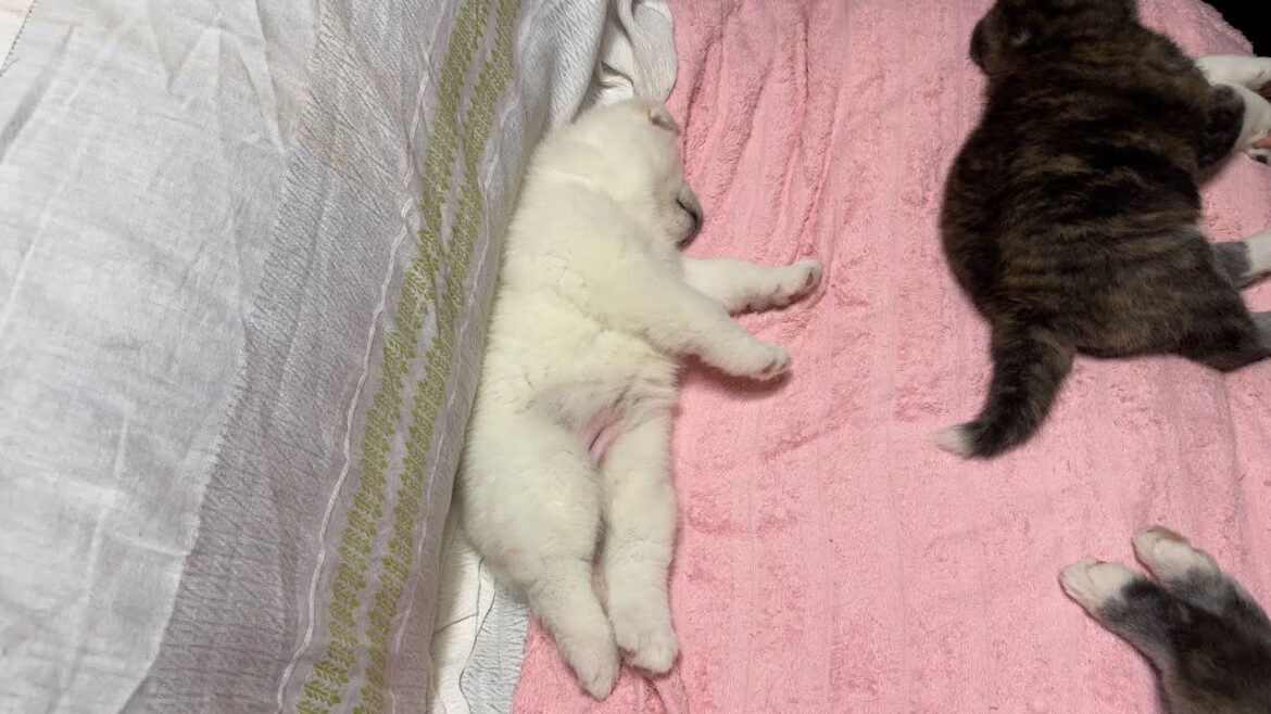 高橋さんちの秋田犬＃11　へそ天　安心して眠る赤ちゃん