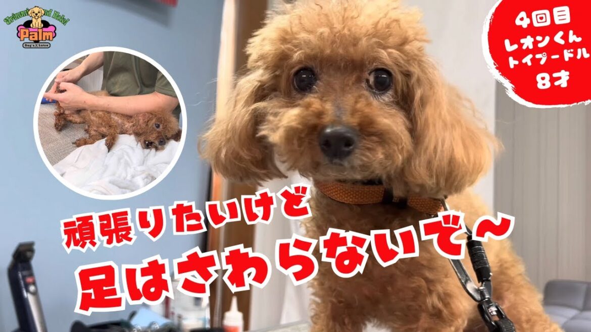 足のお手入れが苦手なトイプードルの噛み犬トリミング! 足のお手入れが苦手なトイプードルの噛み犬トリミング!
