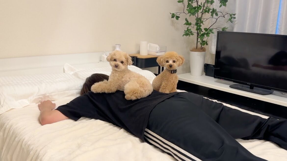 独身男が犬２匹と暮らすとこうなります。