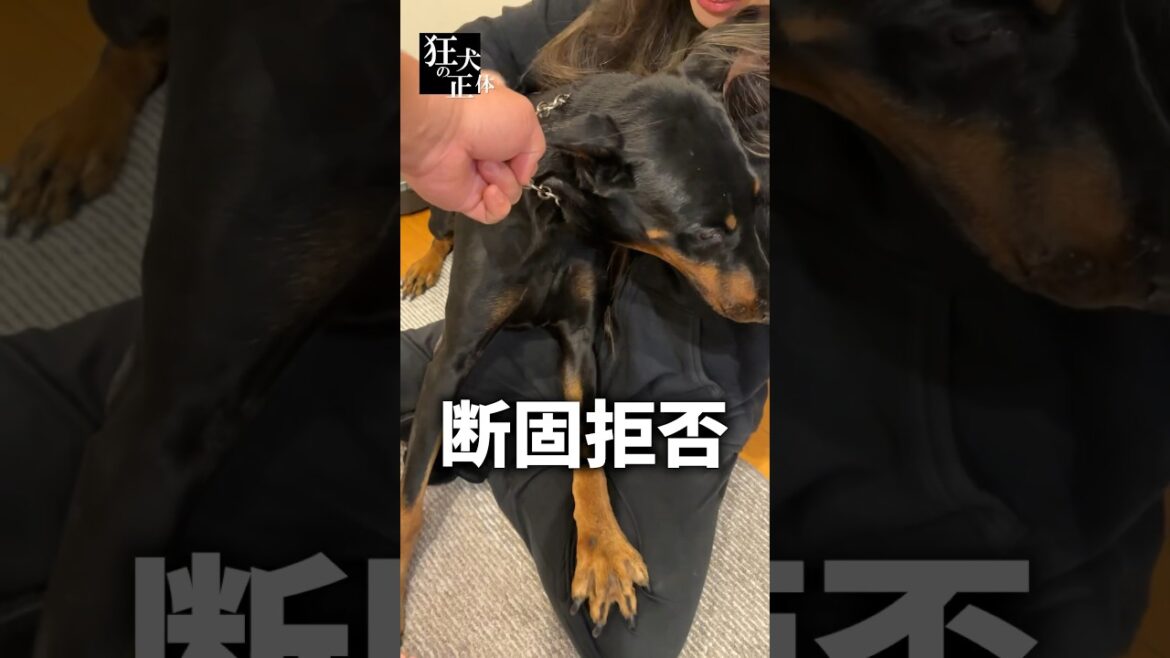 断固としてママから離れたくないドーベルマン　続きは関連動画から↓