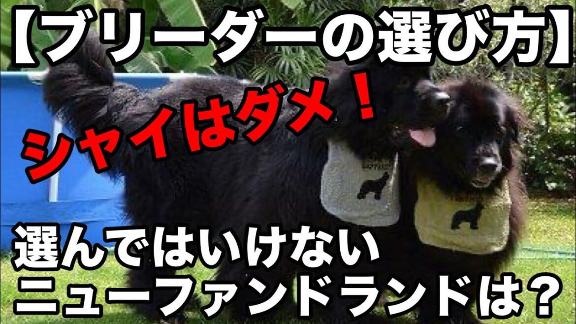 【ブリーダーの選び方】ニューファンドランド犬のブリーダー選びで1番重要な事は？　#ニューファンドランド #ブリーダー子犬 #newfoundlanddog
