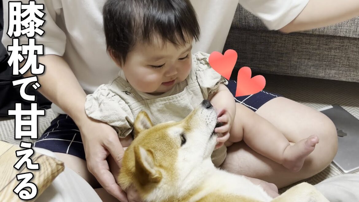 赤ちゃんのことが好き過ぎて膝枕しながら甘える柴犬